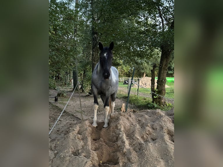 Paint Horse Mix Stute 2 Jahre 160 cm Schecke in Elmenhorst