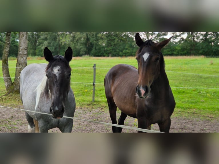 Paint Horse Mix Stute 2 Jahre 160 cm Schecke in Elmenhorst