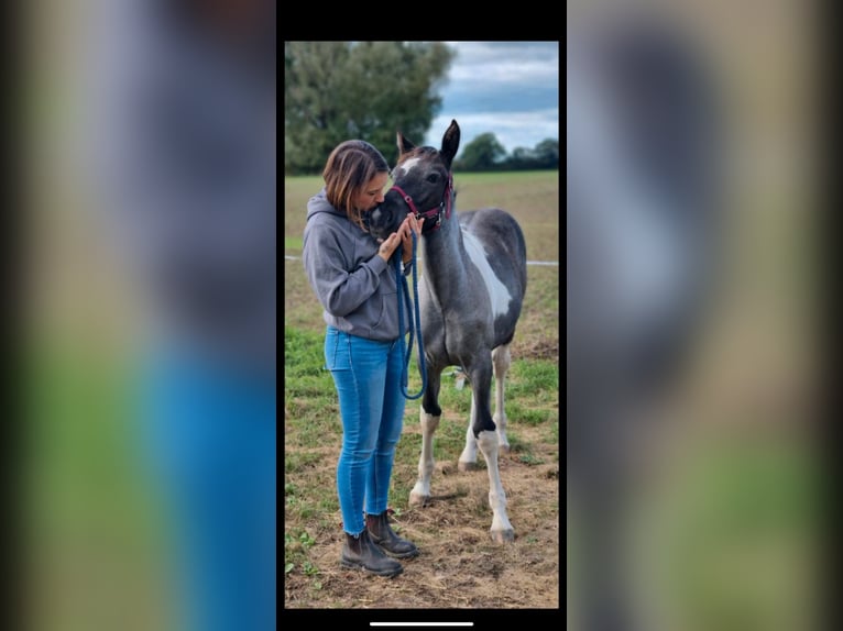 Paint Horse Mix Stute 2 Jahre 160 cm Schecke in Elmenhorst