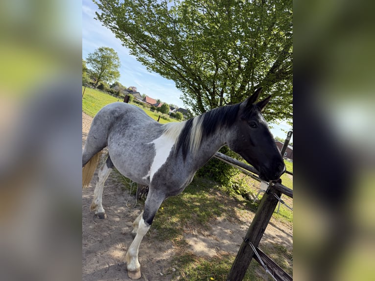 Paint Horse Mix Stute 2 Jahre 160 cm Schecke in Elmenhorst