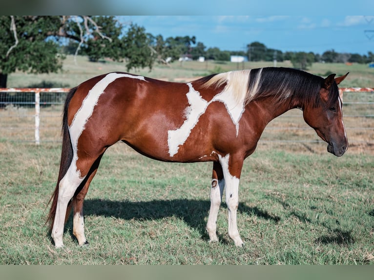 Paint Horse Stute 2 Jahre Schecke in Normangee