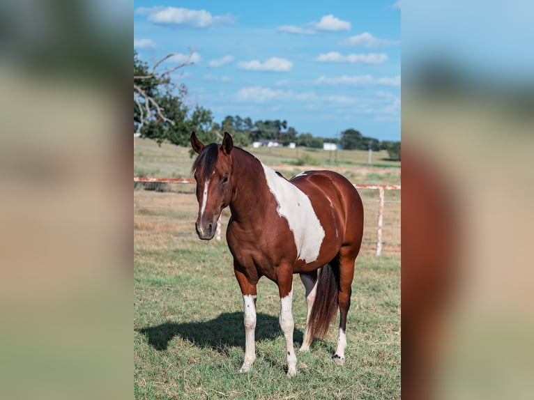 Paint Horse Stute 2 Jahre Schecke in Normangee