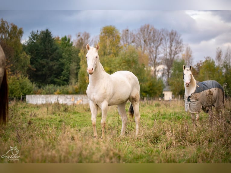 Paint Horse Stute 2 Jahre Schecke in Danstedt