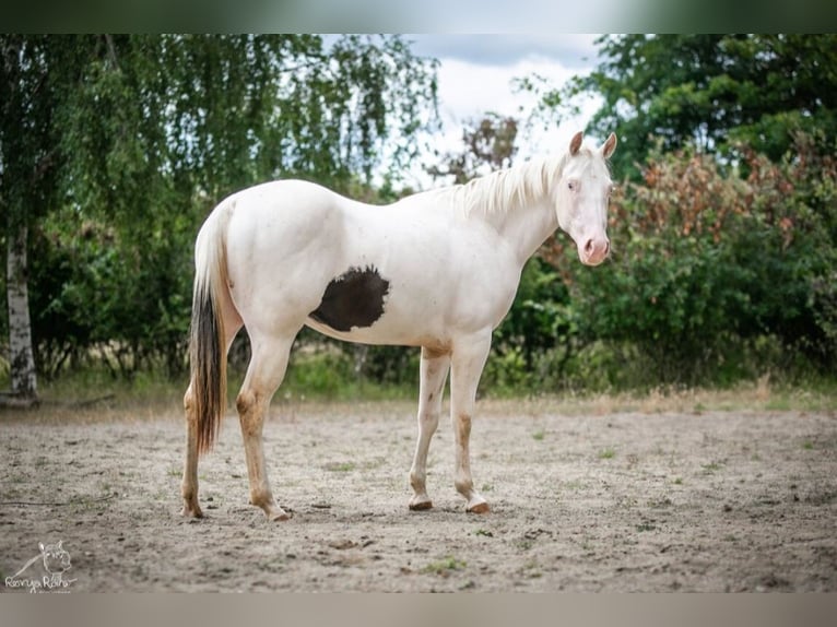 Paint Horse Stute 2 Jahre Schecke in Danstedt