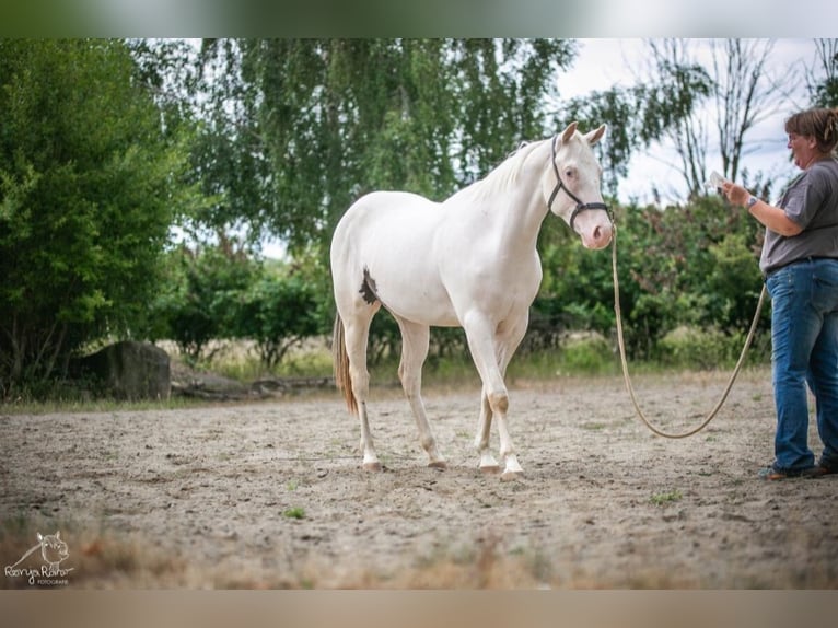 Paint Horse Stute 2 Jahre Schecke in Danstedt