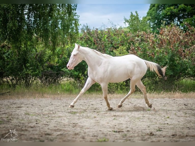 Paint Horse Stute 2 Jahre Schecke in Danstedt