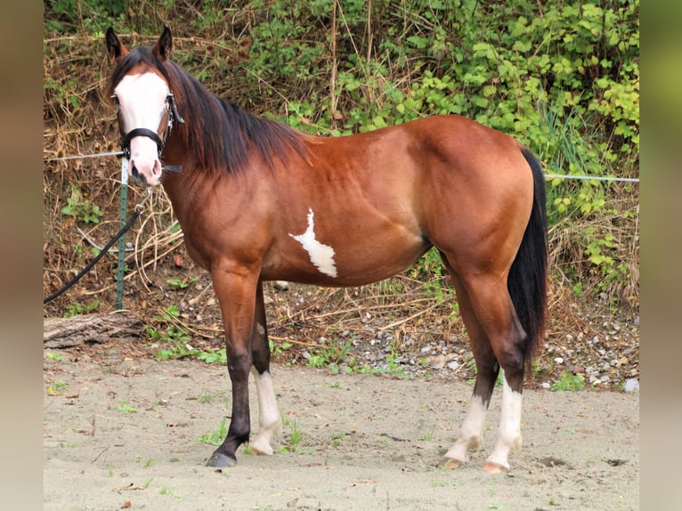 Paint Horse Stute 2 Jahre Schecke in Haigerloch