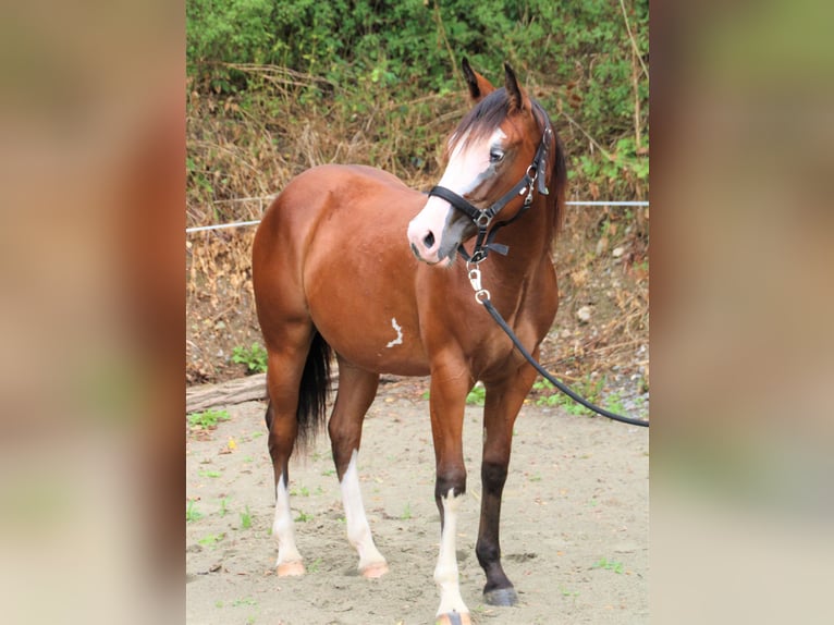 Paint Horse Stute 2 Jahre Schecke in Haigerloch