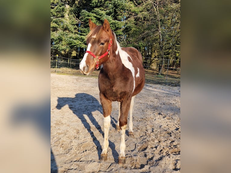 Paint Horse Stute 2 Jahre Schecke in Eberbach