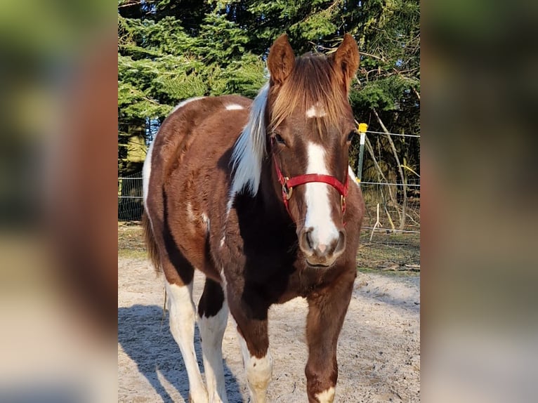 Paint Horse Stute 2 Jahre Schecke in Eberbach