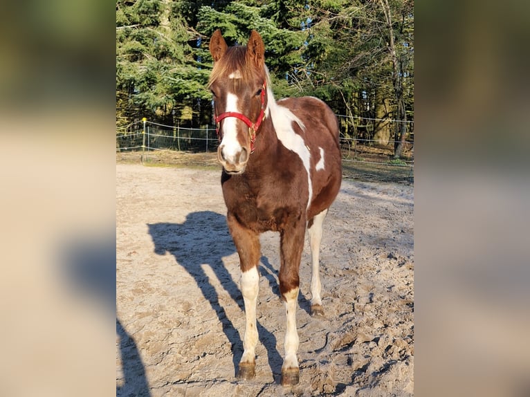 Paint Horse Stute 2 Jahre Schecke in Eberbach