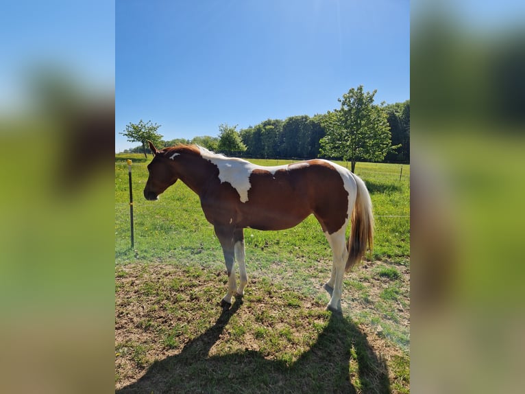 Paint Horse Stute 2 Jahre Schecke in Eberbach