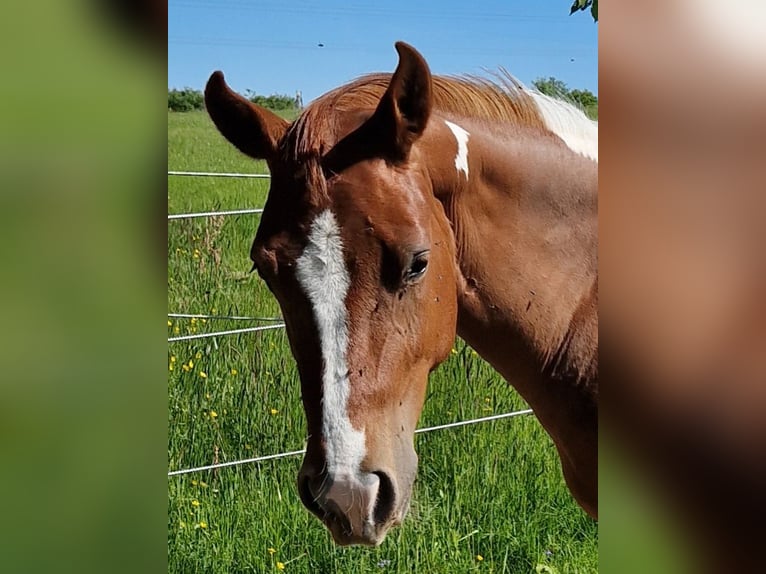 Paint Horse Stute 2 Jahre Schecke in Eberbach
