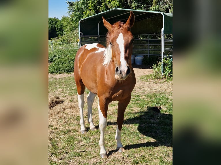Paint Horse Stute 2 Jahre Schecke in Eberbach