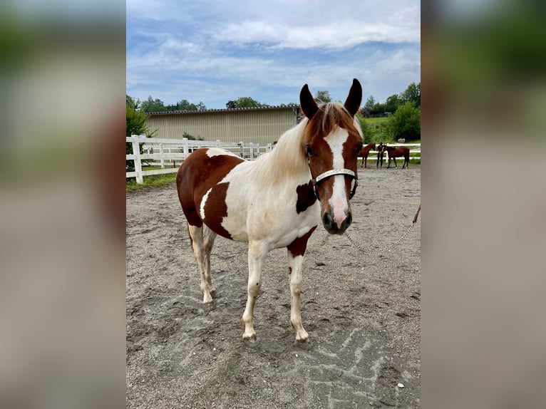Paint Horse Stute 2 Jahre in Rheinfelden