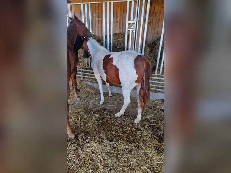 Paint Horse Stute 2 Jahre in Rheinfelden