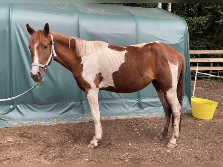 Paint Horse Mix Stute 3 Jahre 140 cm Schecke in SpirkelbachSpirkelbach