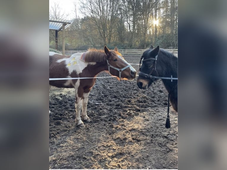 Paint Horse Mix Stute 3 Jahre 140 cm Schecke in SpirkelbachSpirkelbach