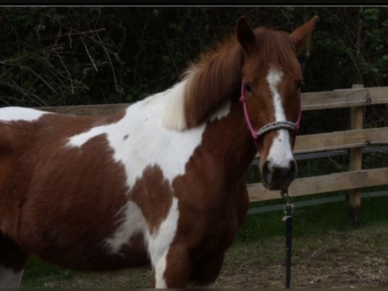 Paint Horse Mix Stute 3 Jahre 140 cm Schecke in SpirkelbachSpirkelbach