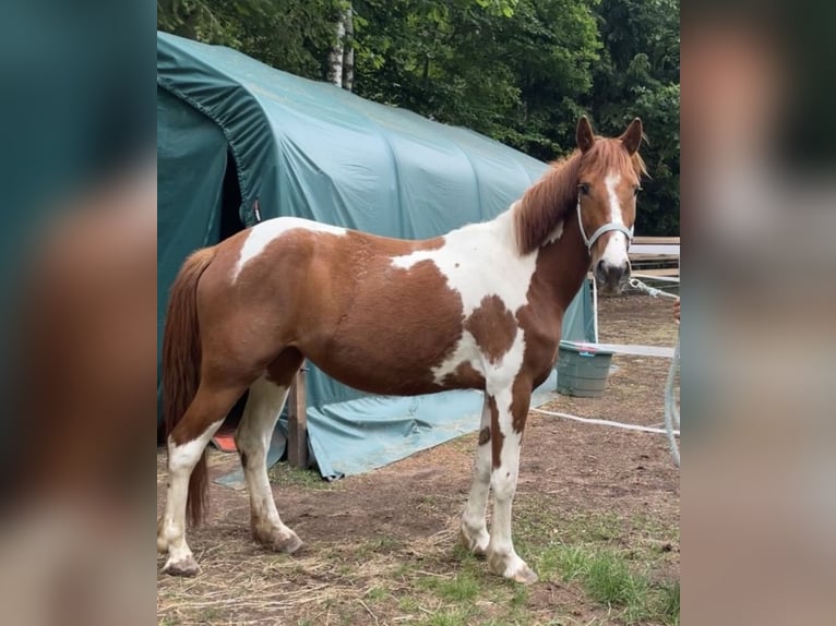 Paint Horse Mix Stute 3 Jahre 140 cm Schecke in SpirkelbachSpirkelbach