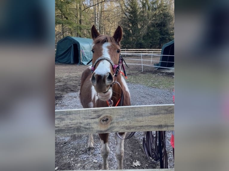 Paint Horse Mix Stute 3 Jahre 140 cm Schecke in SpirkelbachSpirkelbach