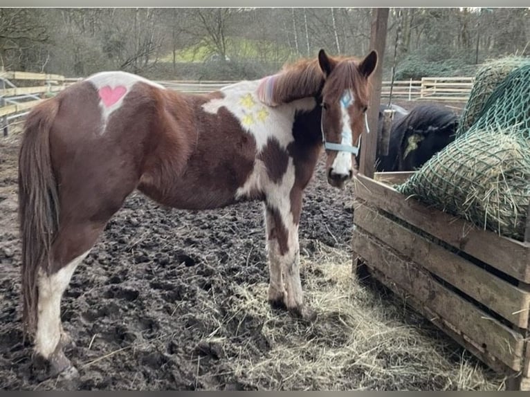 Paint Horse Mix Stute 3 Jahre 140 cm Schecke in SpirkelbachSpirkelbach