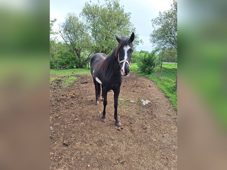 Paint Horse Stute 3 Jahre 145 cm Schecke in Neustadt an der OrlaWeira