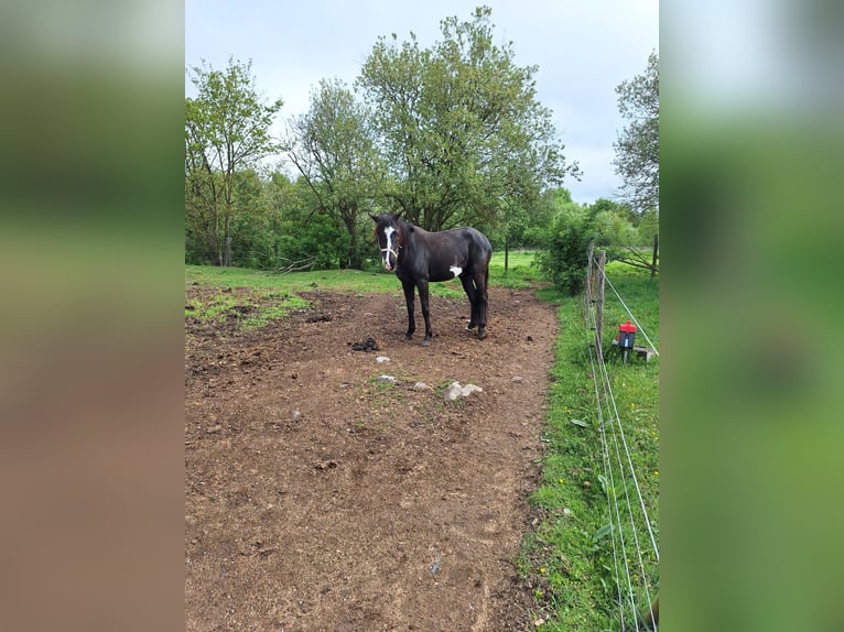 Paint Horse Stute 3 Jahre 145 cm Schecke in Neustadt an der OrlaWeira
