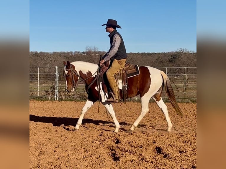 Paint Horse Stute 3 Jahre 145 cm Tobiano-alle-Farben in Graham, TX