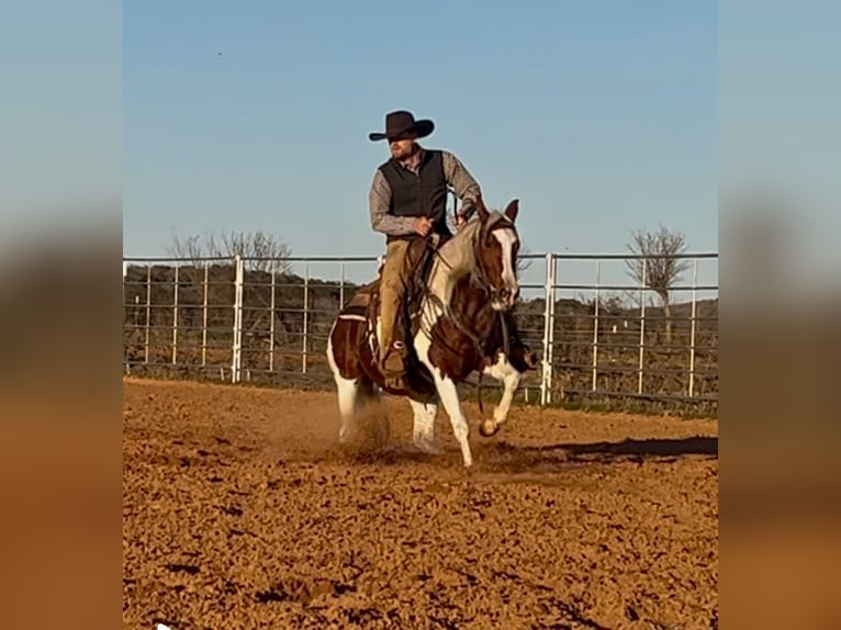 Paint Horse Stute 3 Jahre 145 cm Tobiano-alle-Farben in Graham, TX