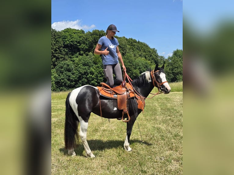 Paint Horse Mix Stute 3 Jahre 146 cm Schecke in Linkenbach