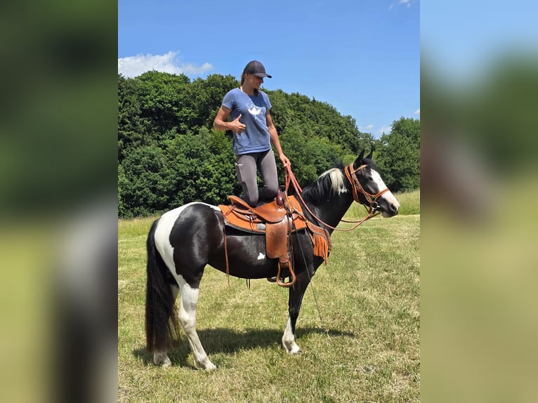 Paint Horse Mix Stute 3 Jahre 146 cm Schecke in Linkenbach