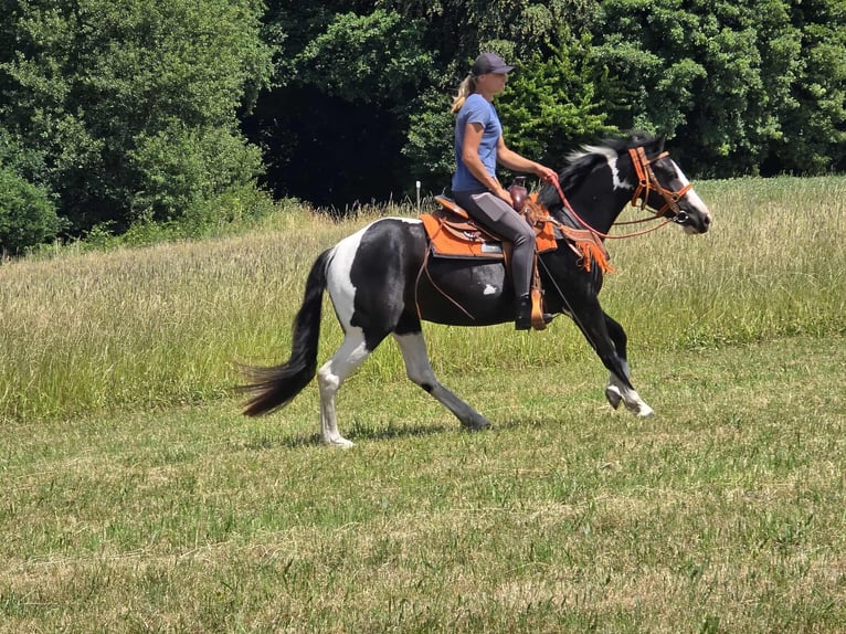 Paint Horse Mix Stute 3 Jahre 146 cm Schecke in Linkenbach
