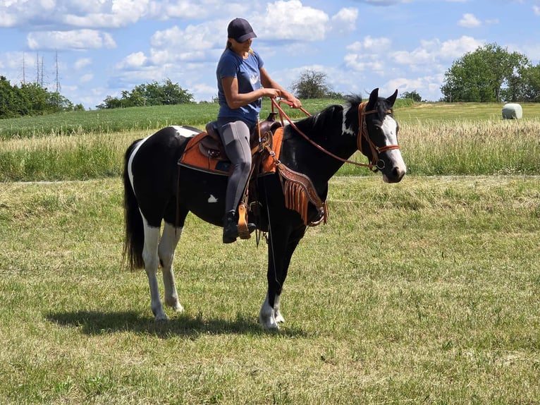 Paint Horse Mix Stute 3 Jahre 146 cm Schecke in Linkenbach