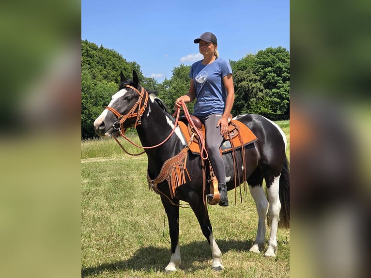 Paint Horse Mix Stute 3 Jahre 146 cm Schecke in Linkenbach