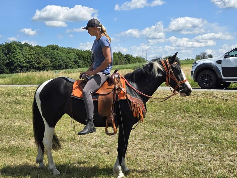 Paint Horse Mix Stute 3 Jahre 146 cm Schecke in Linkenbach