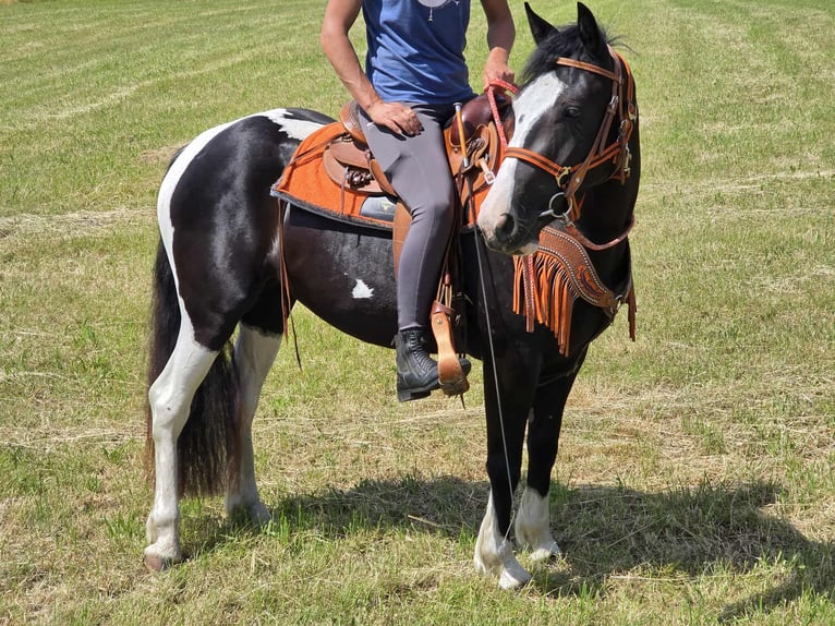Paint Horse Mix Stute 3 Jahre 146 cm Schecke in Linkenbach