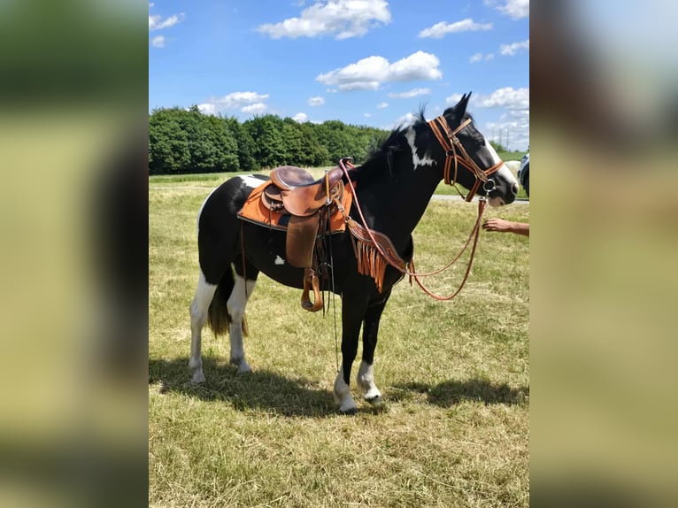 Paint Horse Mix Stute 3 Jahre 146 cm Schecke in Linkenbach