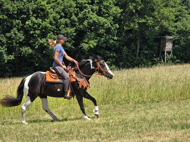Paint Horse Mix Stute 3 Jahre 146 cm Schecke in Linkenbach