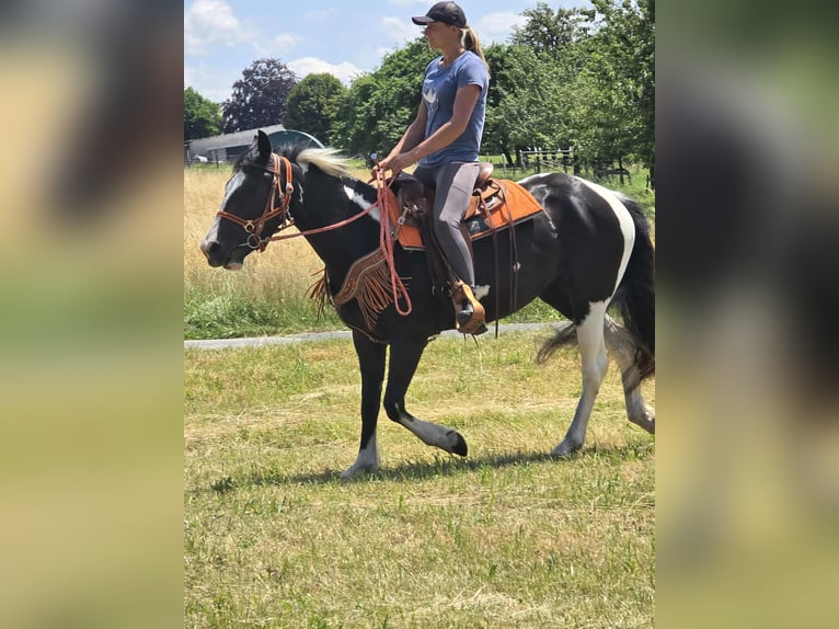 Paint Horse Mix Stute 3 Jahre 146 cm Schecke in Linkenbach