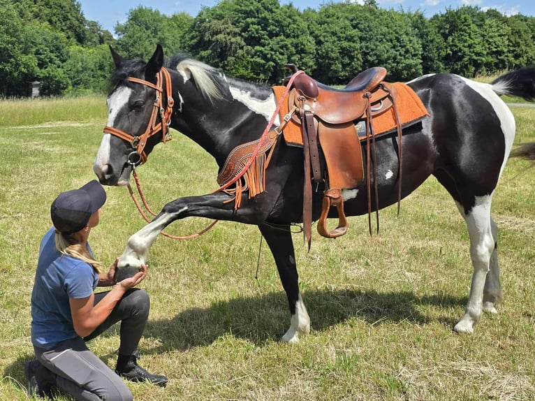 Paint Horse Mix Stute 3 Jahre 146 cm Schecke in Linkenbach