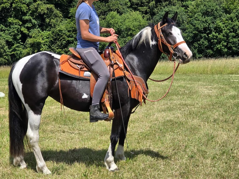 Paint Horse Mix Stute 3 Jahre 146 cm Schecke in Linkenbach