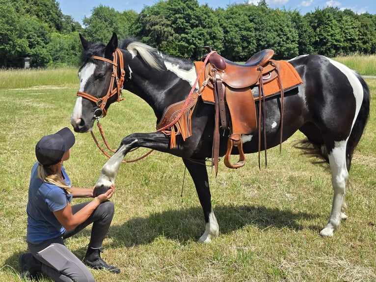 Paint Horse Mix Stute 3 Jahre 146 cm Schecke in Linkenbach