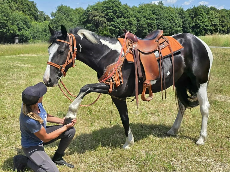 Paint Horse Mix Stute 3 Jahre 146 cm Schecke in Linkenbach