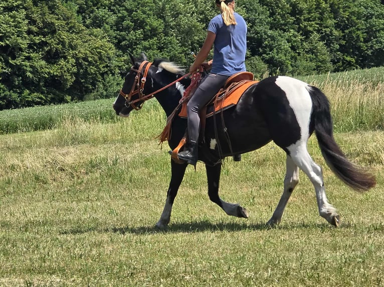 Paint Horse Mix Stute 3 Jahre 146 cm Schecke in Linkenbach