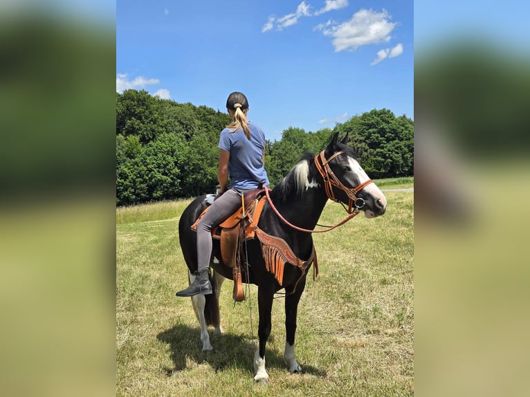 Paint Horse Mix Stute 3 Jahre 146 cm Schecke in Linkenbach