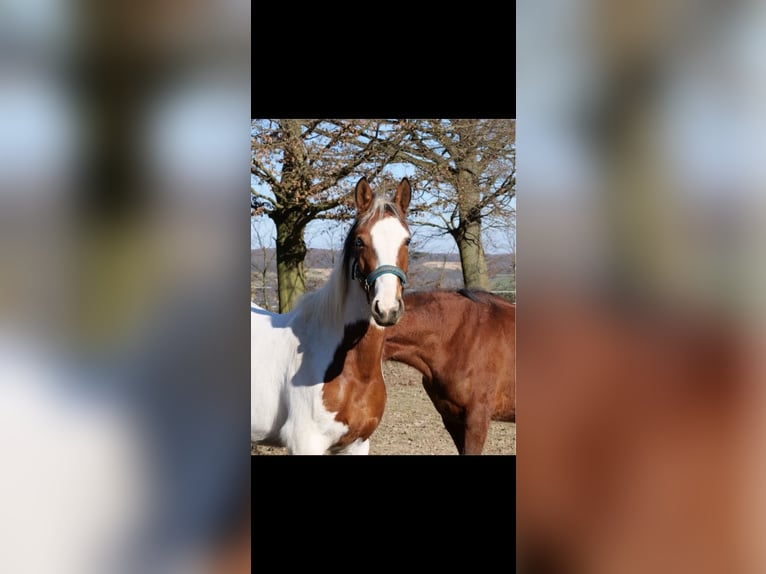 Paint Horse Mix Stute 3 Jahre 147 cm Schecke in Galenberg