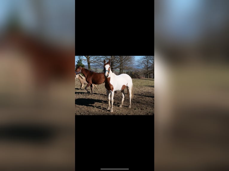 Paint Horse Mix Stute 3 Jahre 147 cm Schecke in Galenberg