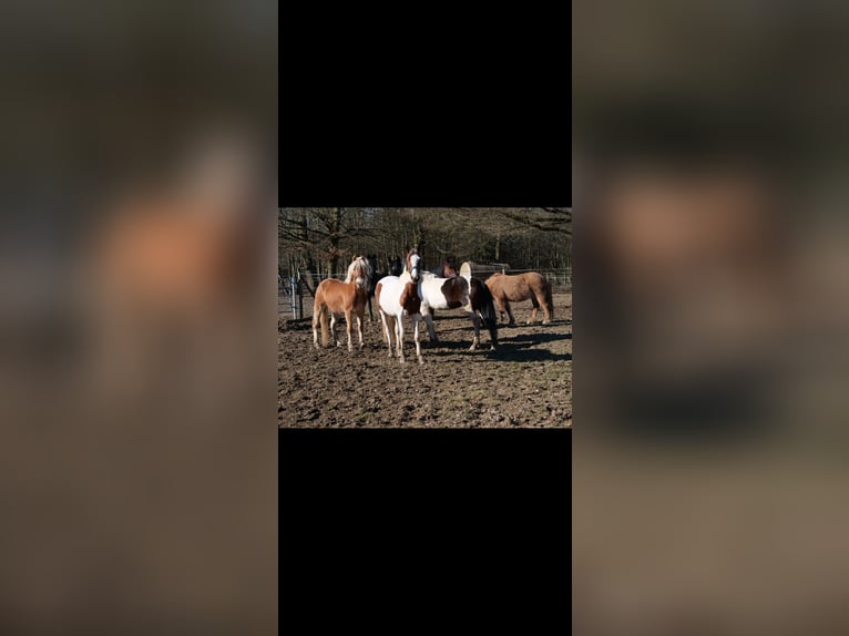 Paint Horse Mix Stute 3 Jahre 147 cm Schecke in Galenberg