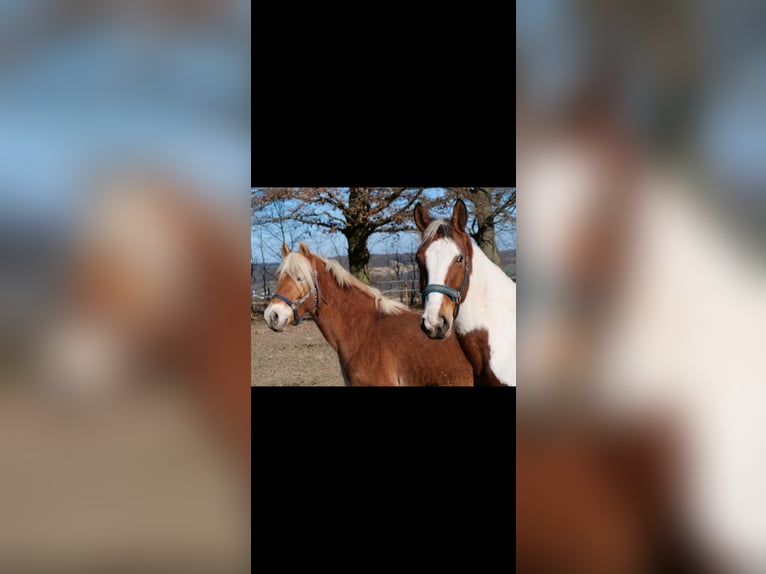 Paint Horse Mix Stute 3 Jahre 147 cm Schecke in Galenberg